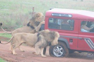 lions-in-landrover Lions checking out the spare