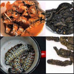 Caterpillar Supreme Caterpillar Supreme - Red or White wine with that sir?