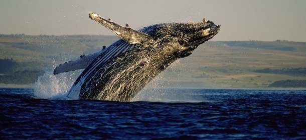 whalewatching in South Africa