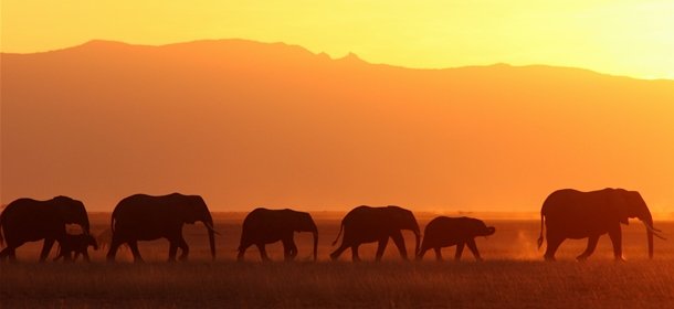 major elephant relocation in Kenya