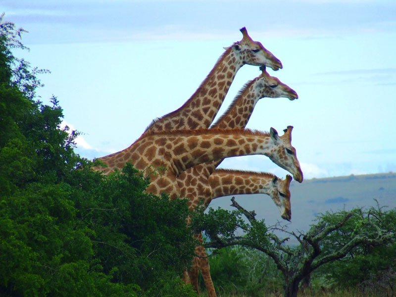 The Big Five - Family friendly safaris in a malaria free zone