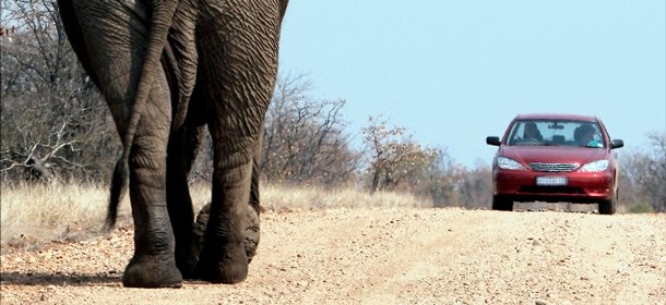 the big five series - the top five places to see elephants in africa