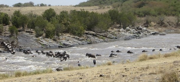 Wildebeest swimming the Mara River