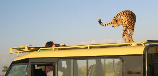 Cheetah looking at a woman with camera