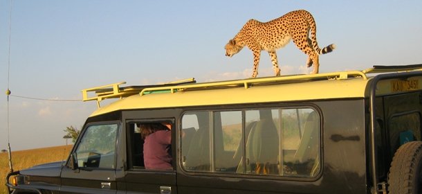 Cheetah walking on safari vehicle roof