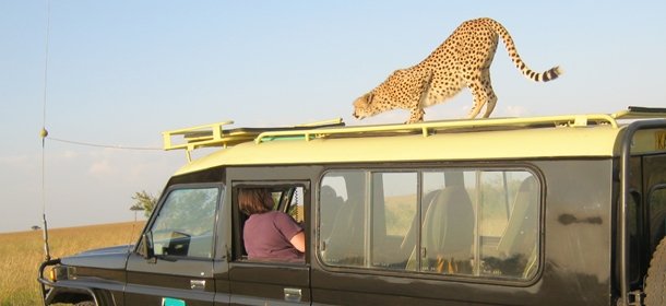 Cheetah staring thorugh roof hatch of a safari vehicle