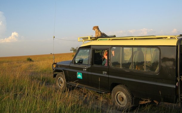 Cheetah resting on the cab of a safari landcruiser
