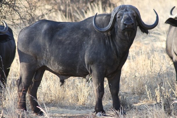 Buffalo in Tarangire National Park, Tanzania Old Bull buffalo looking at the camera