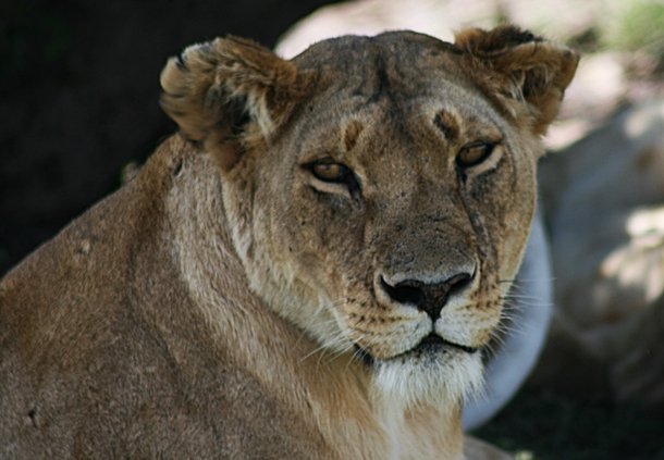 Lioness in Mara Lioness looking straight at the camera