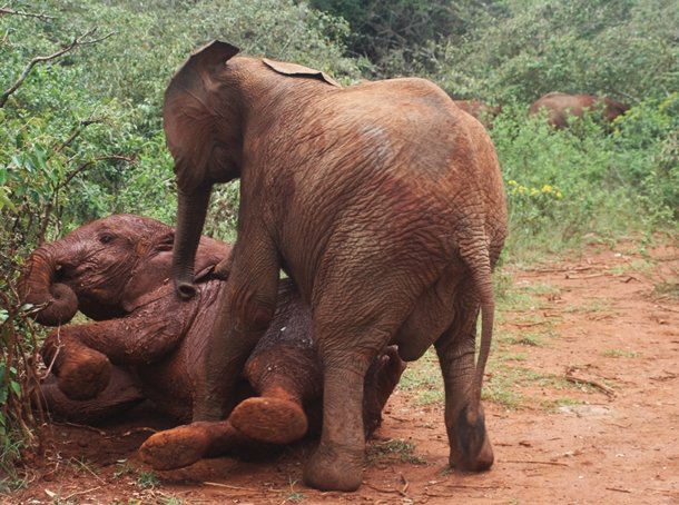Sheldrick elephants baby elephants playing