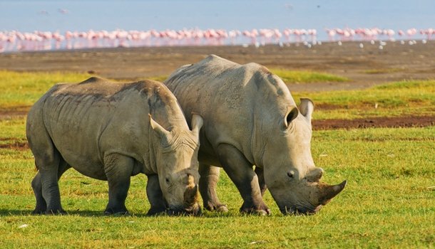 White rhinos in Nakuru, Kenya Rhinos at Lake Nakuru