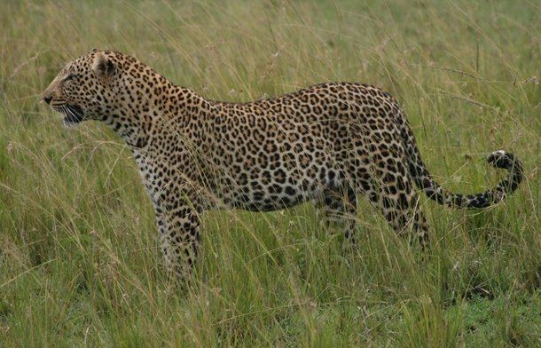 Leopard walking through the grass Leopard in the Masai Mara, Kenya