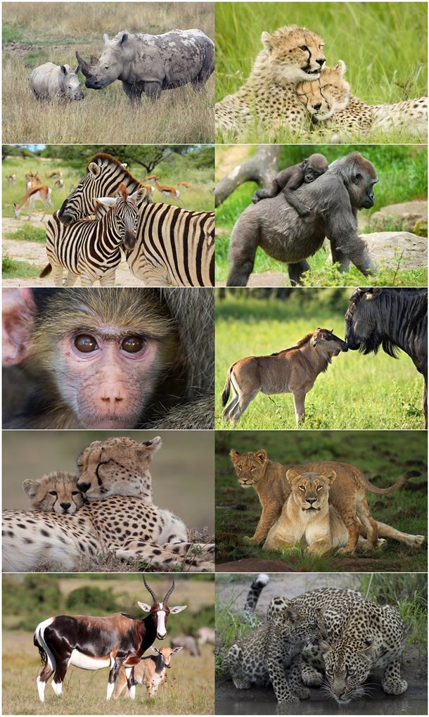 BLOGmothers day montage_686784-tile