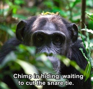 Chimp in hiding - text