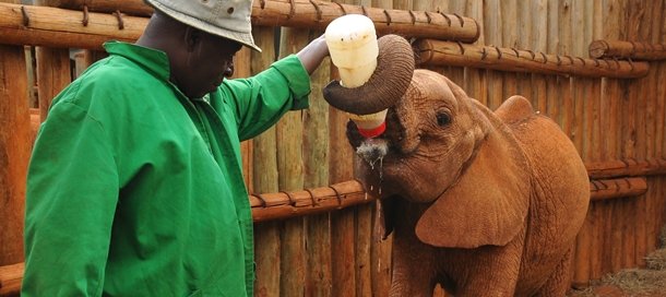 Real Africas elephant orphan Kithaka having milk