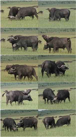 Buffalo montage small