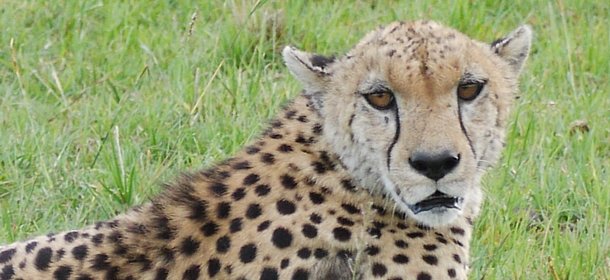 Cheetah looking at the camera