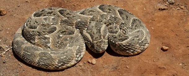 Photo by Seiya Ltd - Puff Adder
