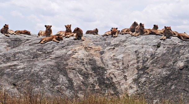 610 SEP WINNER PRIDE ROCK Abdalla - Large pride of ilons on the rock in Serengeti