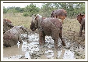 kithaka 97201485353-pic2