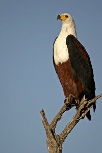 Fish eagle