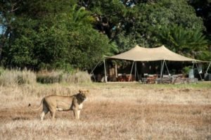 Busanga Kafue Wilderness Safaris - Real Africa Blog Busanga, Kafue