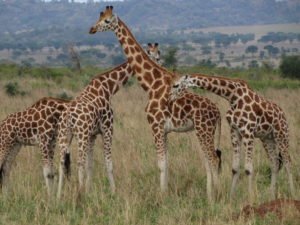 Nubian MF - Real Africa Blog Nubian MF