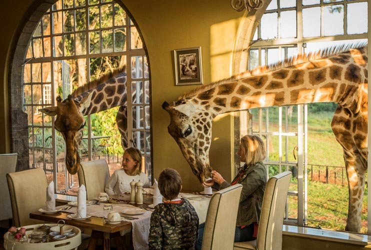 Giraffe-Breakfast-in-the-Sunroom-at-Giraffe-Manor - Real Africa Blog