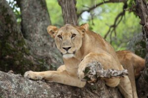 true-safari-cost-for-tanzania - Real Africa Blog