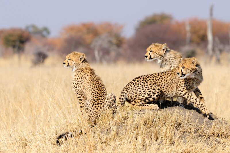 Cheetahs - Real Africa Blog