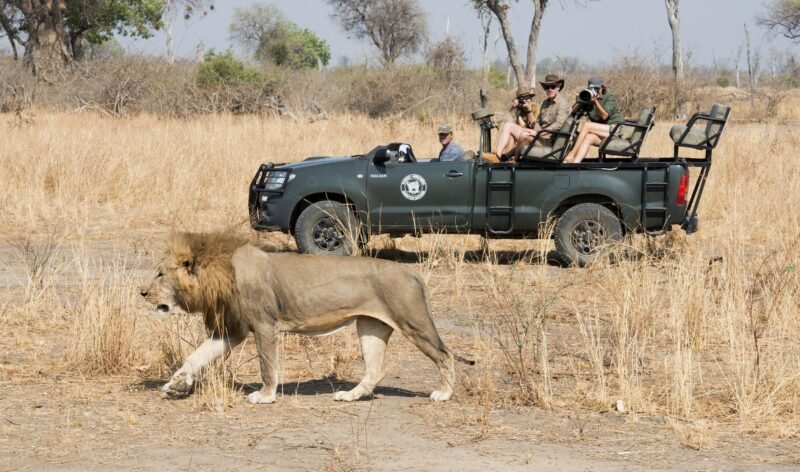 Game Drives_1 - Real Africa Blog