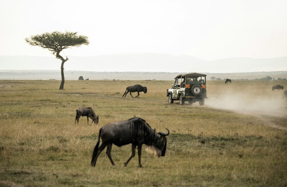 Wildebeest and vehicle in Kenya's Masai Mara