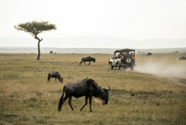 Wildebeest and vehicle in Kenya's Masai Mara
