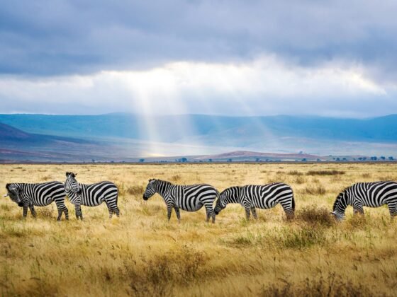 Ngorongoro Crater